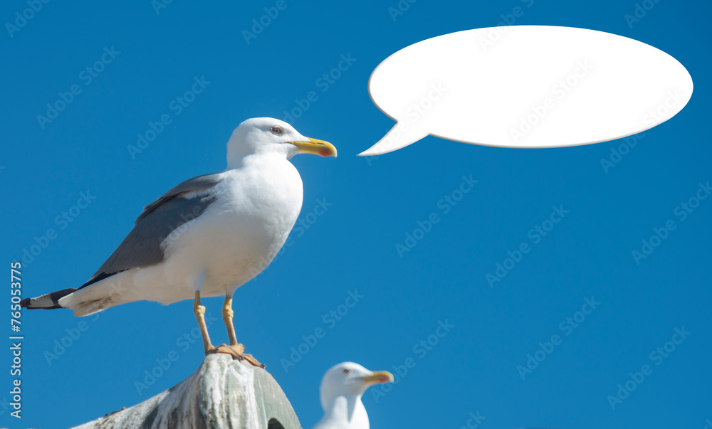 Obraz premium Talking seagull. Seagull with a speech bubble - copy space