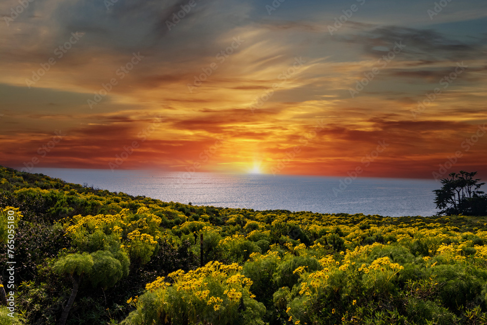 a beautiful spring landscape with a hillside covered with yellow flowers and lush green plants, blue ocean water, blue sky and clouds at Point Dume in Malibu California USA