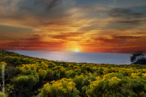 a beautiful spring landscape with a hillside covered with yellow flowers and lush green plants, blue ocean water, blue sky and clouds at Point Dume in Malibu California USA photo