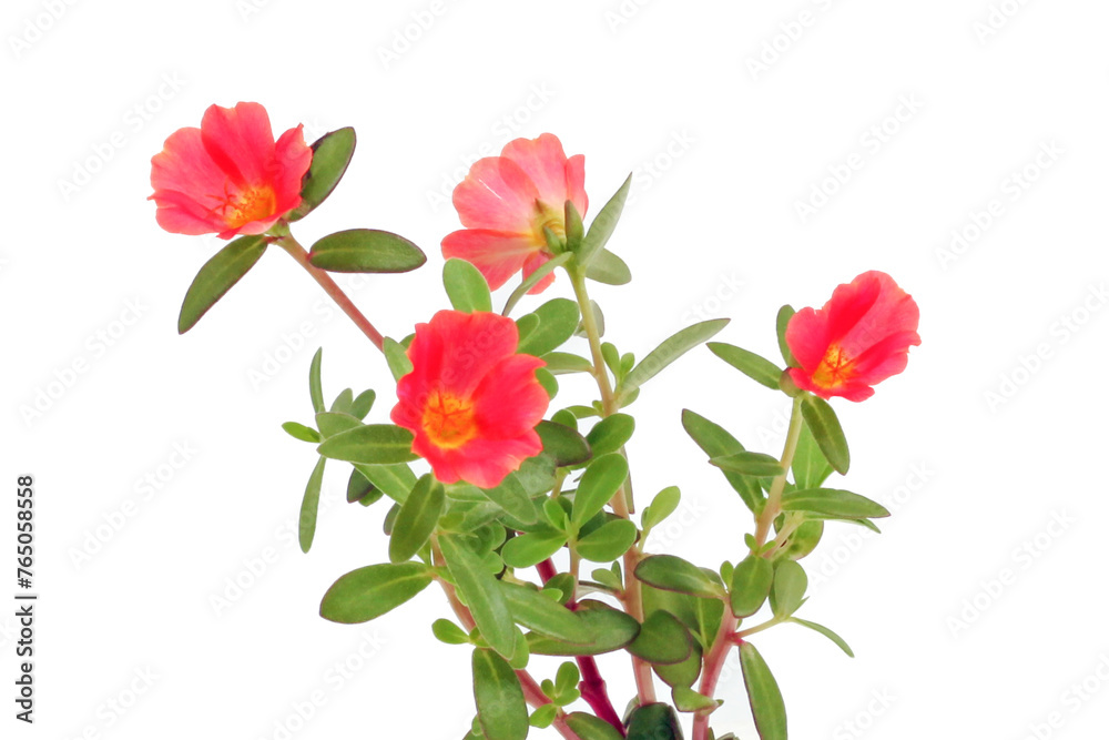 Portulaca oleracea flower isolated on white background. Common purslane or Pigweed.
Portulaca oleracea flower isolated on white background. Common purslane or Pigweed.
