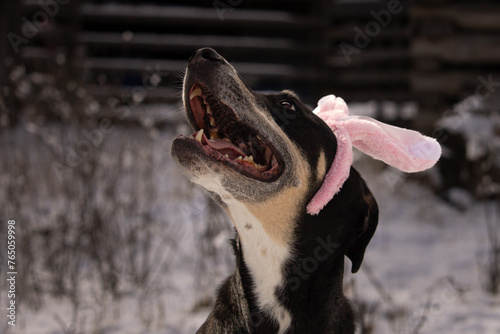 A Portrait of One Happy Easter Mixed Breed Black Dog Head Wearing Bunny Rabbit Ears Headband Costume with Snowy Winter Background and Space for Text