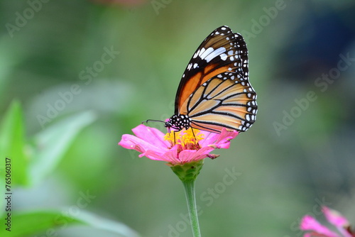 monarch butterfly on flower © Ruiwen