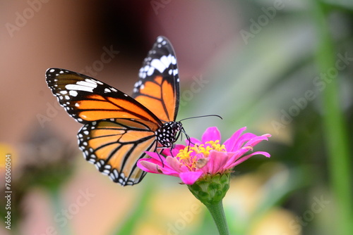 monarch butterfly on flower © Ruiwen
