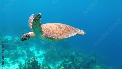 Swimming cute wild sea turtle (Chelonia Mydas) in the blue ocean. Underwater scuba diving with sea turtle. Exotic island vacation with snorkeling. Wildlife on the tropical coral reef. photo