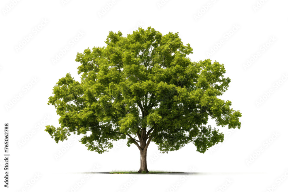 Lush Arboreal Serenity.