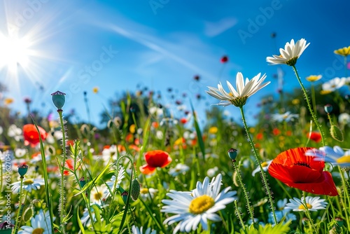 Wiese mit Wildblumen im Sommer mit strahlendem Sonnenschein