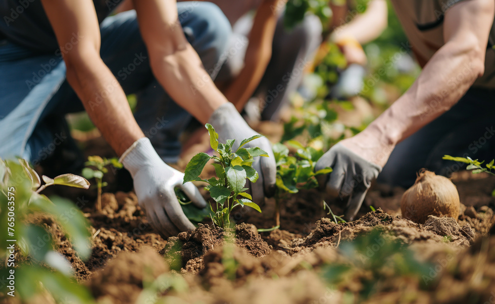 Fototapeta premium A group of people planting saplings in a garden on a sunny day, focusing on a young woman in the foreground.