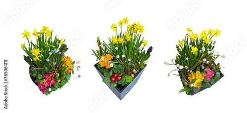 Outdoor flowerpots with composition of colorful spring flowers - primula, hyacinth, muscari ang narcissus, isolated set on white background