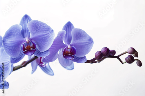 Beautiful blue orchid on white background. Generative AI