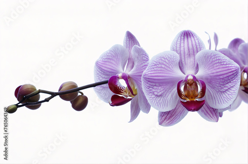 Beautiful pink orchid on white background. Generative AI