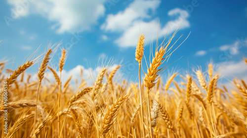Golden Wheat Field under a Sunny Blue Sky