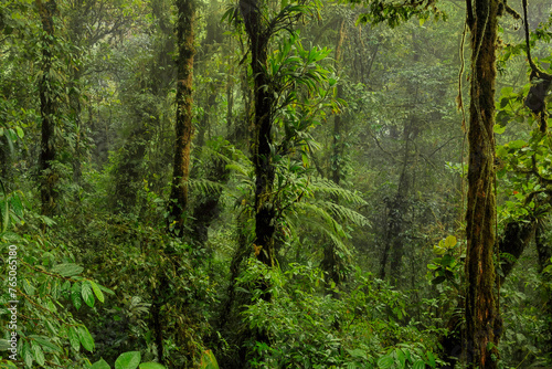 Rain forest in Central America. Tropical dense cloud forest. Tranquil rainforest with lush green foliage. Costa Rica