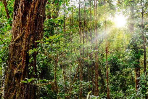 Fototapeta Naklejka Na Ścianę i Meble -  Rain forest in Central America. Tranquil jungle with lush foliage and sunlight in old-growth forest. Tranquil rainforest with lush foliage and sunlight in a natural environment. Costa Rica
