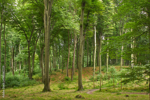 Landscape with a deciduous forest. Green forest in summer