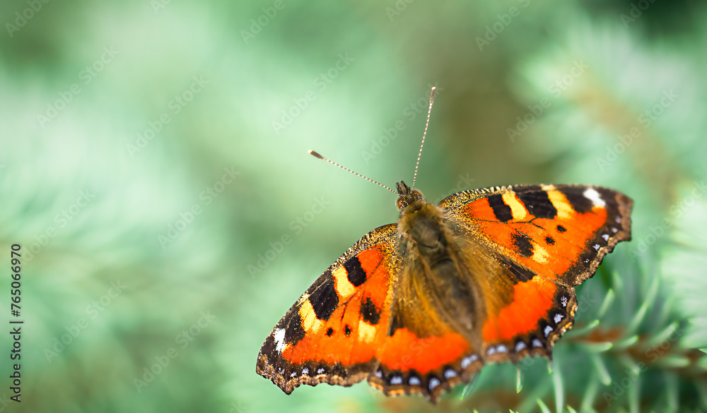 Obraz premium Butterfly on a green background 
