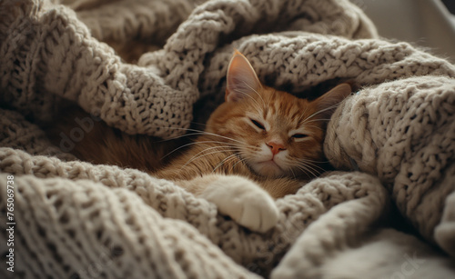 Cat Under the Blanket