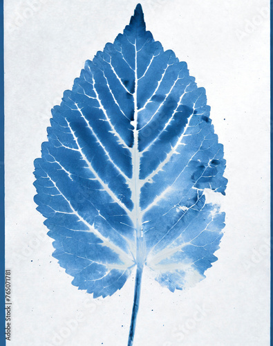 a flat scan of a cyanotype of a flower with blue paper  photo