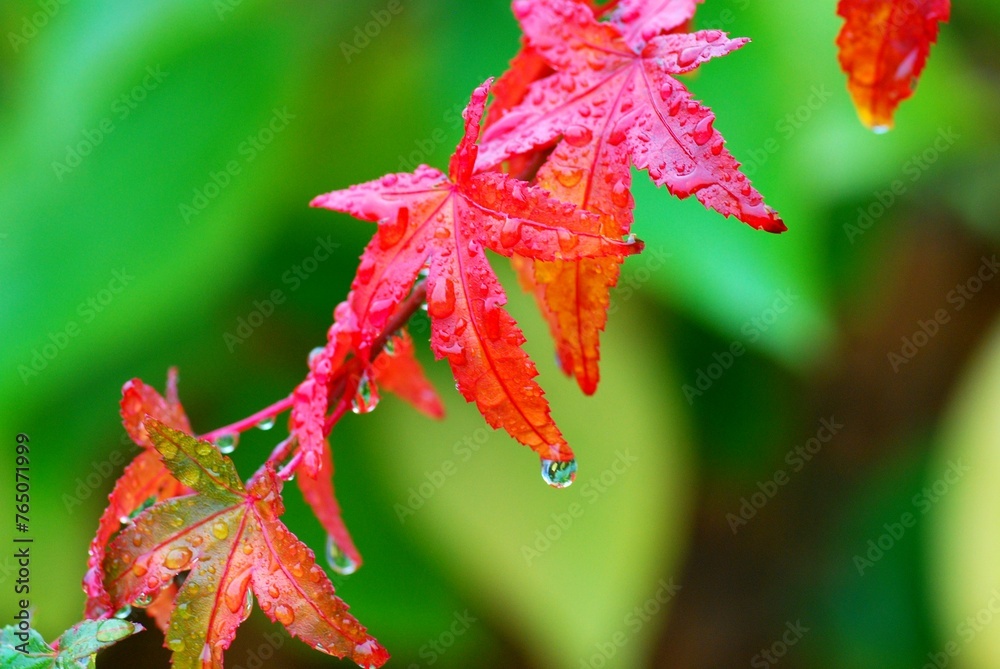 red maple leaves