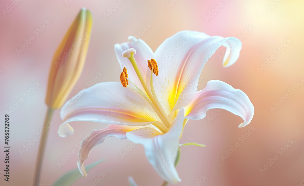 Serene Lily: A Minimalist Fantasy of Blooming Beauty