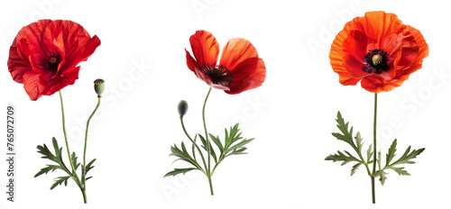 Popp flower on White Background with Clipping Path