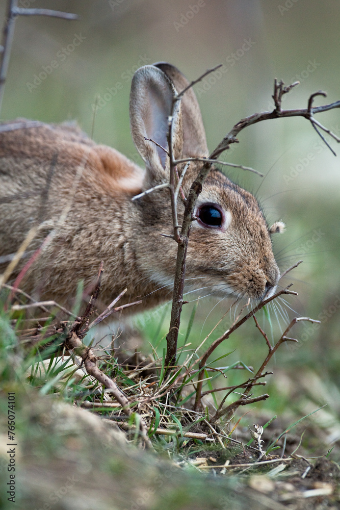 Fototapeta premium Lapin de garenne 