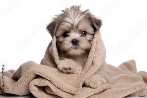 Dog wrapped in a blanket isolated on a white background in front of the camera close up 