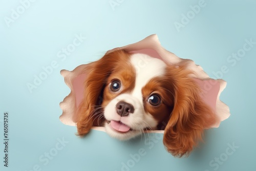 A King Charles spaniel dog peeks out of a hole in the wall. background. pet. a decorative breed of dog.