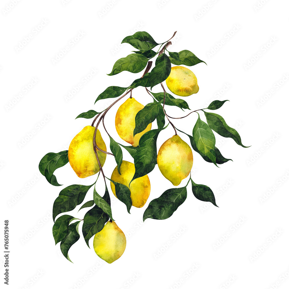 Watercolor illustration with hand draw lemon, branch, leaves, isolated on transparent background, PNG files, fresh graphic composition
