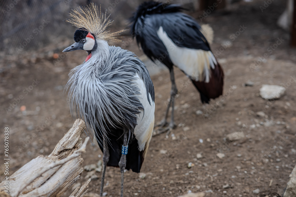 Fototapeta premium Close-up of an Eastern Crowned Crane