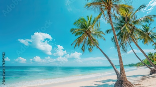 Coconut palm trees along the beach with blue sky background in sunny day. Nature s beauty at its finest