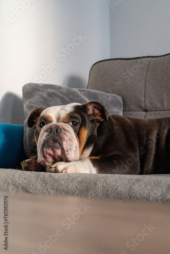 english bulldog laying on the couch