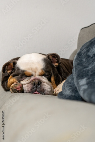 english bulldog peacefully sleeping on the couch