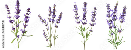 Few sprigs of lavender isolated on white background. 