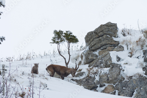 Bouquetin dans la neige photo