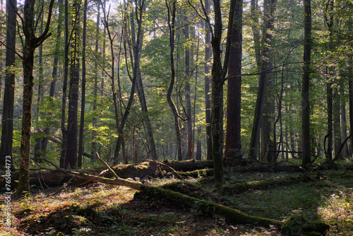 Misty sunrise morning in deciduous forest