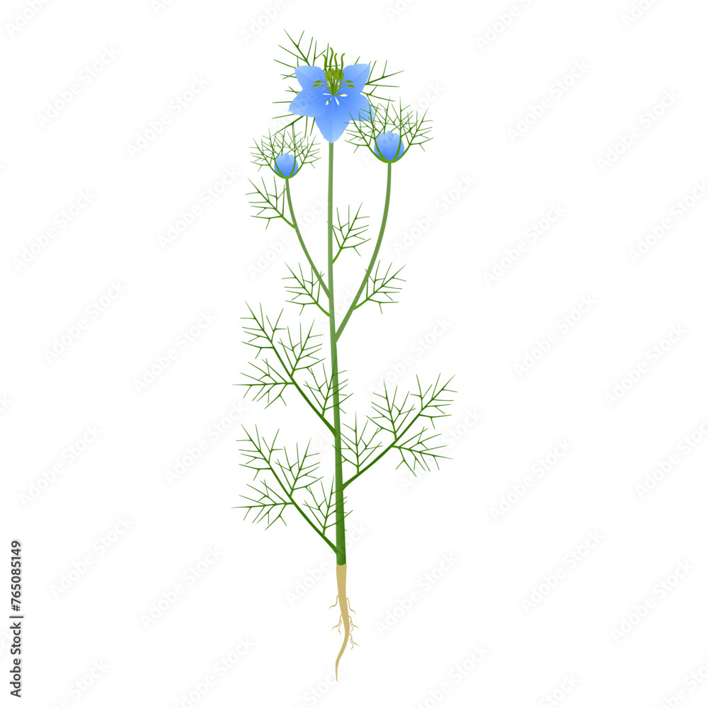 Nigella damask plant with flowers and roots on a white background..eps
