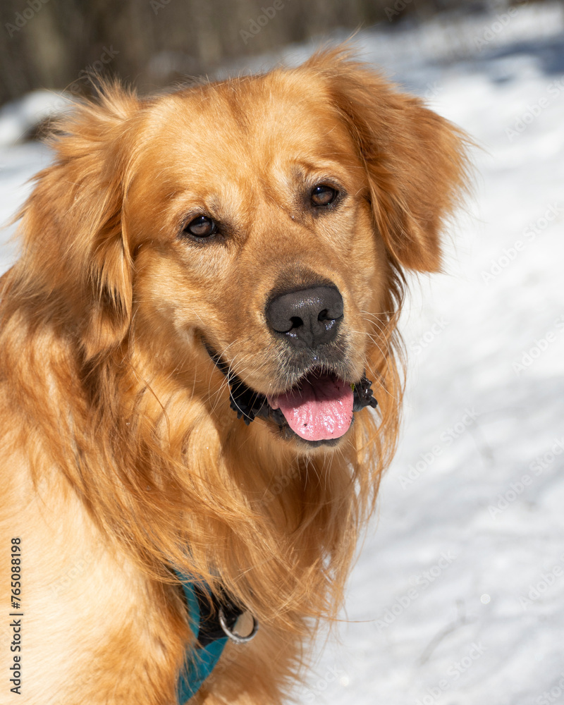 golden retriever in snow