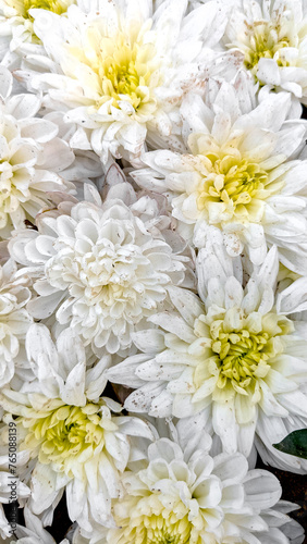 White Chrysanthemum Flower. Top View Close-Up of Blooming White Chrysanthemum Bouquet