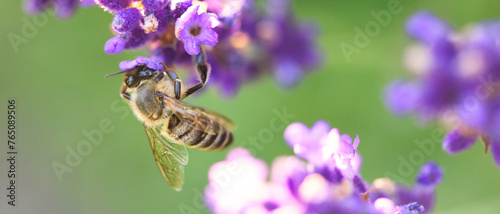 Lavender Elegance: Bee Admiring the Blossoms © maykal