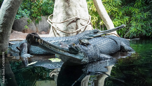 Gharial and turtle 2