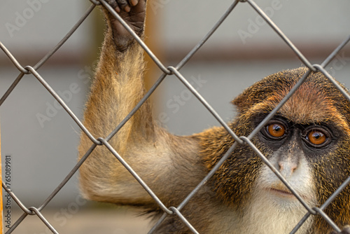 Encounters with the De Brazza Monkey: A Zoo Experience