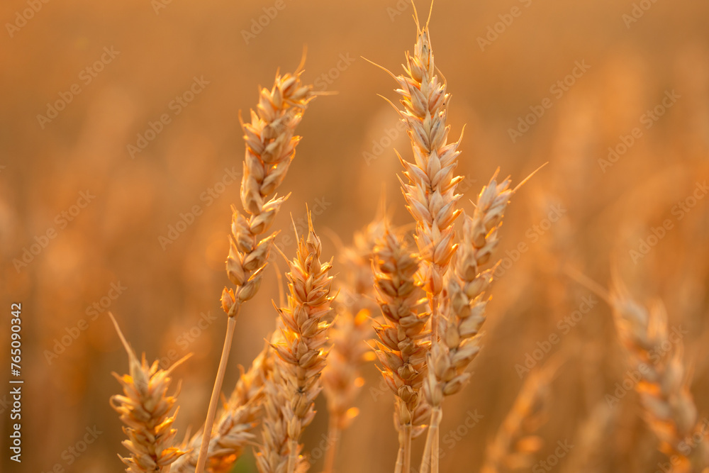 Evening Harvest: Wheat Ears Basking in the Sunset