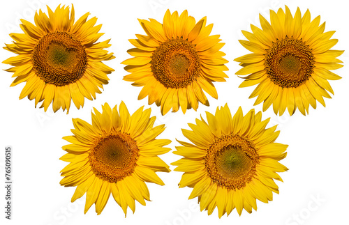 Blue Horizon Sunflowers: Quintet of Cheerful Blooms