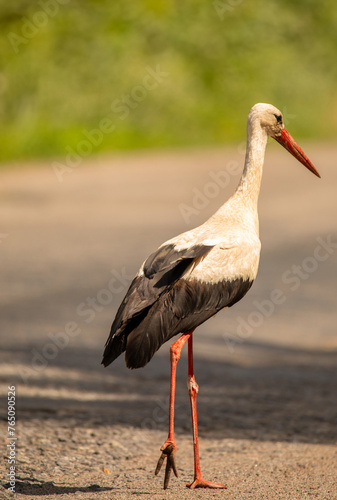 Graceful Glide: Stork Skims the Air with Effortless Elegance