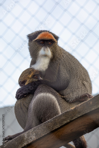 De Brazza Monkey and Mini Monkey: A Heartwarming Duo