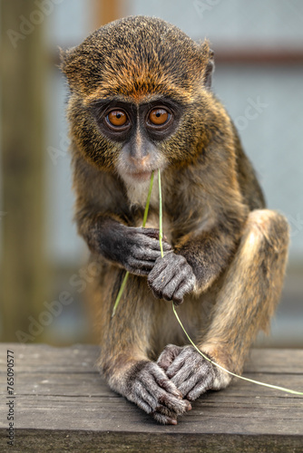 The Tiny World of the De Brazza Monkey photo