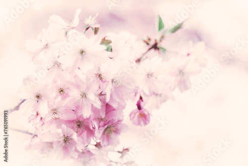 Kirschblüten mit Platz für Text