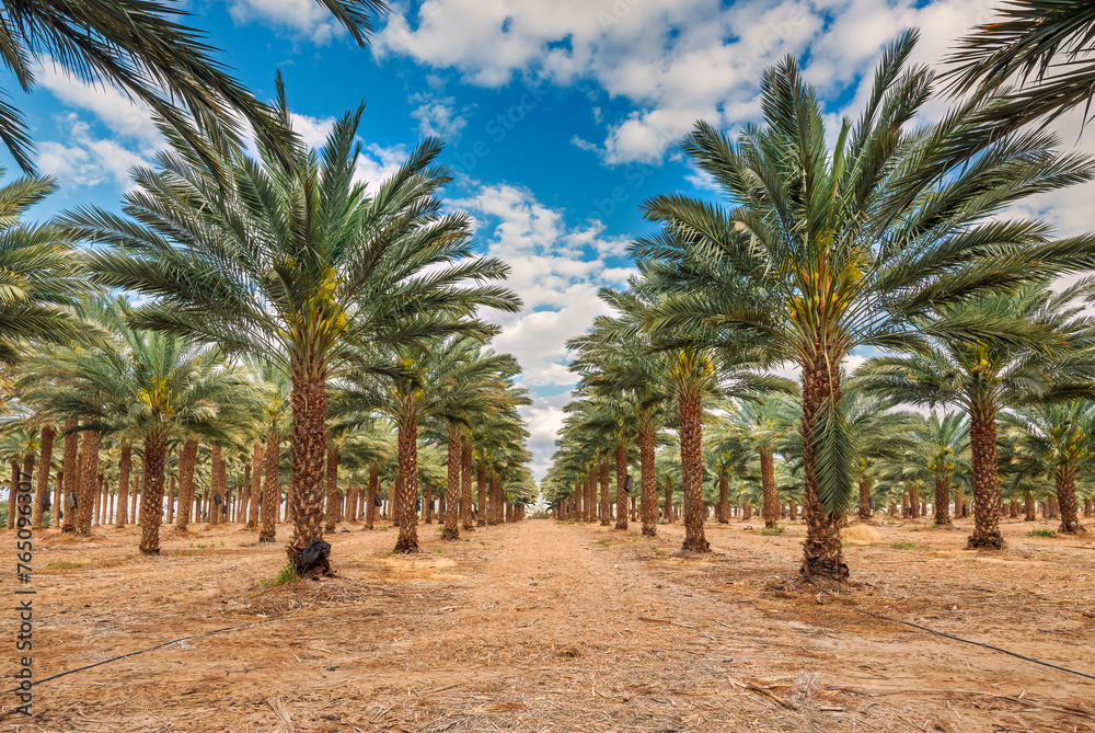 Plantations of date palms for healthy food production. Date palm is ...