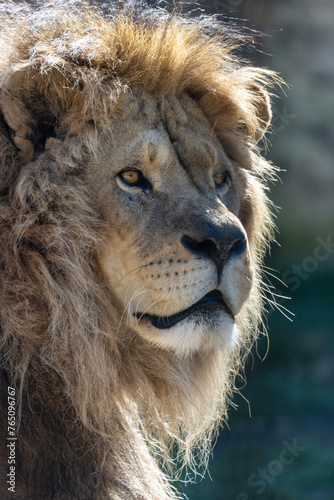 The male lion  with its majestic mane flowing like a golden crown  exudes strength and regal presence. Its powerful physique  embodies the epitome of the animal kingdom s dominance.