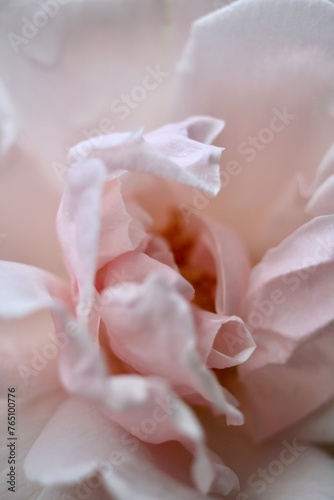 Marco Pink Rose